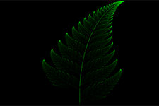 Fractal Fern New Colouring