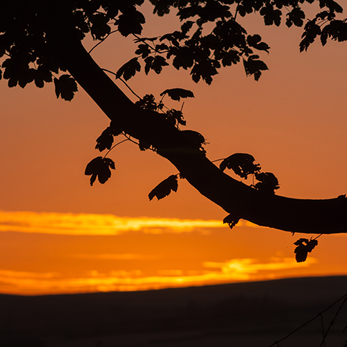 Picture of a sunset